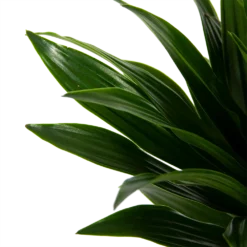 Dracaena Compacta - Op Stam - Drakenbloedboom - P21 H100 - Kamerplant -Biezen Winkel dracaena compacta op stam drakenbloedboom p21 h100 6