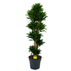 Dracaena Compacta - Vertakt - Drakenbloedboom - P34 H170 - Kamerplant