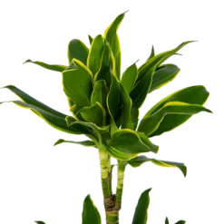 Dracaena Golden Coast - Op Stam - Drakenbloedboom - P19 H90 - Kamerplant -Biezen Winkel dracaena golden coast op stam drakenbloedboom p19 h90 kamerplant 4