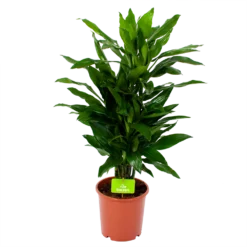Dracaena Janet Lind - Vertakt - Drakenbloedboom - P21 H80 - Kamerplant