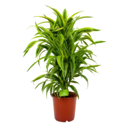 Dracaena Lemon Lime - Vertakt - Drakenbloedboom - P24 H110 - Kamerplant