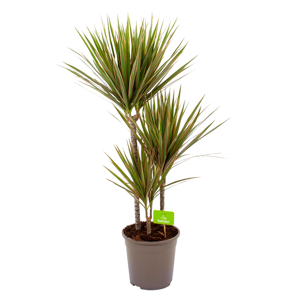 Dracaena Marginata Bicolor - Op Stam - Drakenbloedboom - P24 H120 - Kamerplant