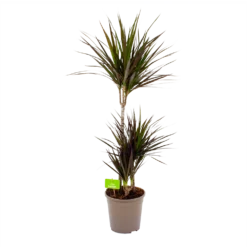 Dracaena Marginata Magenta - Op Stam - Drakenbloedboom-p24 H120 - Kamerplant