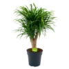 Dracaena Reflexa Anita - Enkele Stam - Drakenbloedboom - P21 H80 - Kamerplant