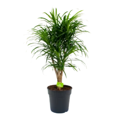 Dracaena Reflexa Anita - Enkele Stam - Drakenbloedboom-p24 H110 - Kamerplant