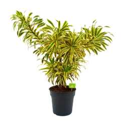 Dracaena Reflexa Song Of India - Vertakt - Drakenbloedboom - P24 H80 - Kamerplant