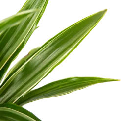 Dracaena White Stripe - Op Stam - Drakenbloedboom - P21 H100 - Kamerplant -Biezen Winkel dracaena white stripe op stam drakenbloedboom p21 h100 6 1