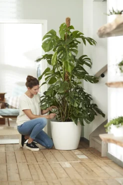 Bloempot Elho Brussels Rond 47cm - Met Wielen - Wit -Biezen Winkel elho brussels rond wielen 47 wit bloempot 7 7