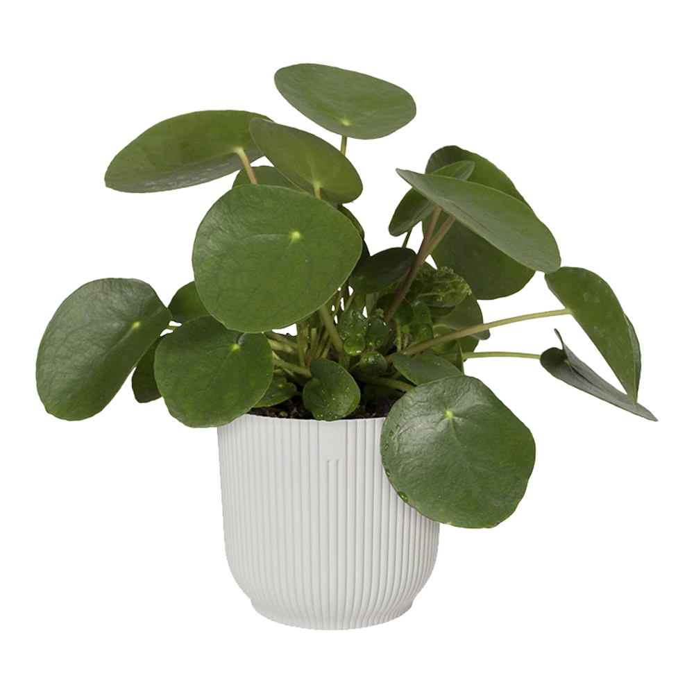 Bloempot Elho Vibes Fold Rond - D22 X H20cm - Zijdewit - Afbeelding 5