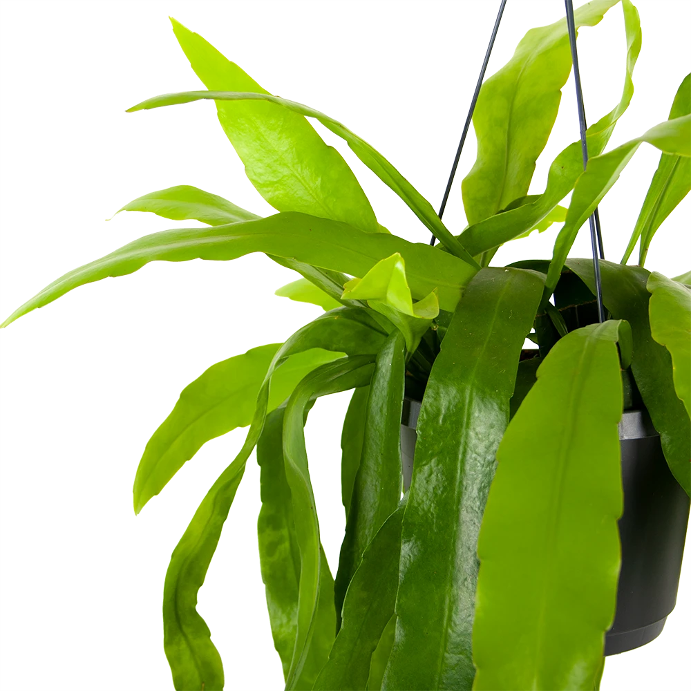 Epiphyllum Pumilum - In Hangpot - P17 H40 - Kamerplant 2 Epiphyllum Pumilum - In Hangpot - P17 H40 - Kamerplant - Afbeelding 2