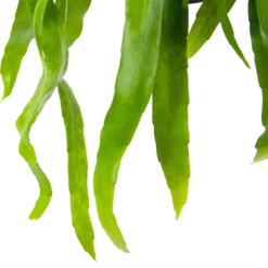 Epiphyllum Pumilum - In Hangpot - P17 H40 - Kamerplant 6 Epiphyllum Pumilum - In Hangpot - P17 H40 - Kamerplant -Biezen Winkel epiphyllum pumilum in hangpot p17 h40 6 1