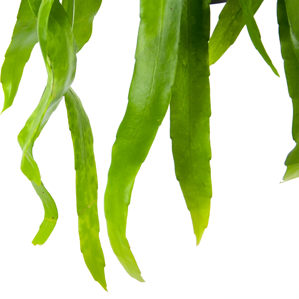 Epiphyllum Pumilum - In Hangpot - P17 H40 - Kamerplant 3 Epiphyllum Pumilum - In Hangpot - P17 H40 - Kamerplant - Afbeelding 3