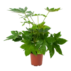 Fatsia Japonica - Vingerplant - P19 H60 - Kamerplant