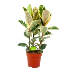 Ficus Elastica Tineke - Rubberboom - P27 H100 - Kamerplant