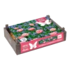 Flower Crate Aladdin - 50st - Bloembollen - Baltus