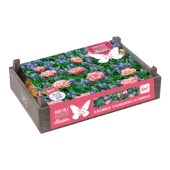Flower Crate Aladdin - 50st - Bloembollen - Baltus
