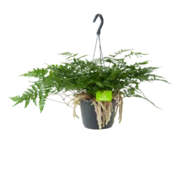 Humata Tyermannii - In Hangpot - P17 H30 - Kamerplant