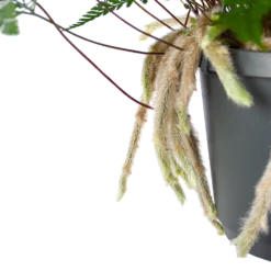 Humata Tyermannii - In Hangpot - P17 H30 - Kamerplant -Biezen Winkel humata tyermannii in hangpot p17 h30 6