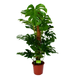 Monstera Deliciosa Op Mosstok - Gatenplant - P24 H120 - Kamerplant