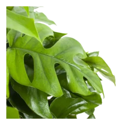 Monstera Minima - Gatenplant - In Hangpot - P27 H30 - Kamerplant 6 Monstera Minima - Gatenplant - In Hangpot - P27 H30 - Kamerplant -Biezen Winkel monstera minima gatenplant in hangpot p27 h30 6