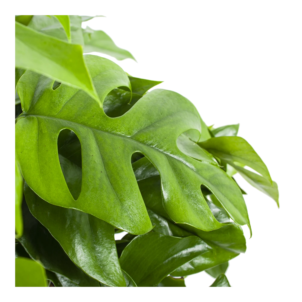 Monstera Minima - Gatenplant - In Hangpot - P27 H30 - Kamerplant 3 Monstera Minima - Gatenplant - In Hangpot - P27 H30 - Kamerplant - Afbeelding 3