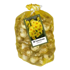 Narcissus Golden Dawn - 80st - Bloembollen - JUB Holland