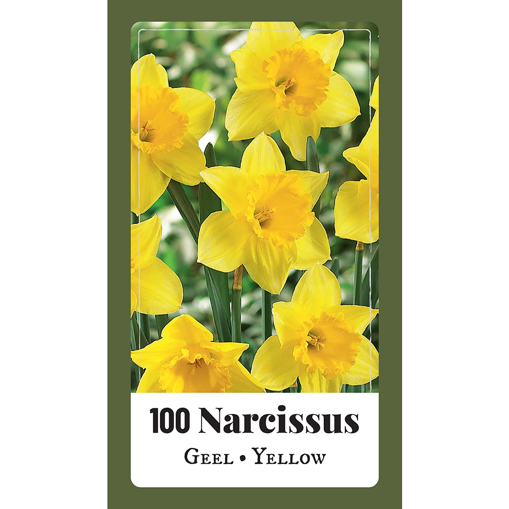NarcissusNarcissus Geel - 100st - Bloembollen - JUB Holland 1 NarcissusNarcissus Geel - 100st - Bloembollen - JUB Holland