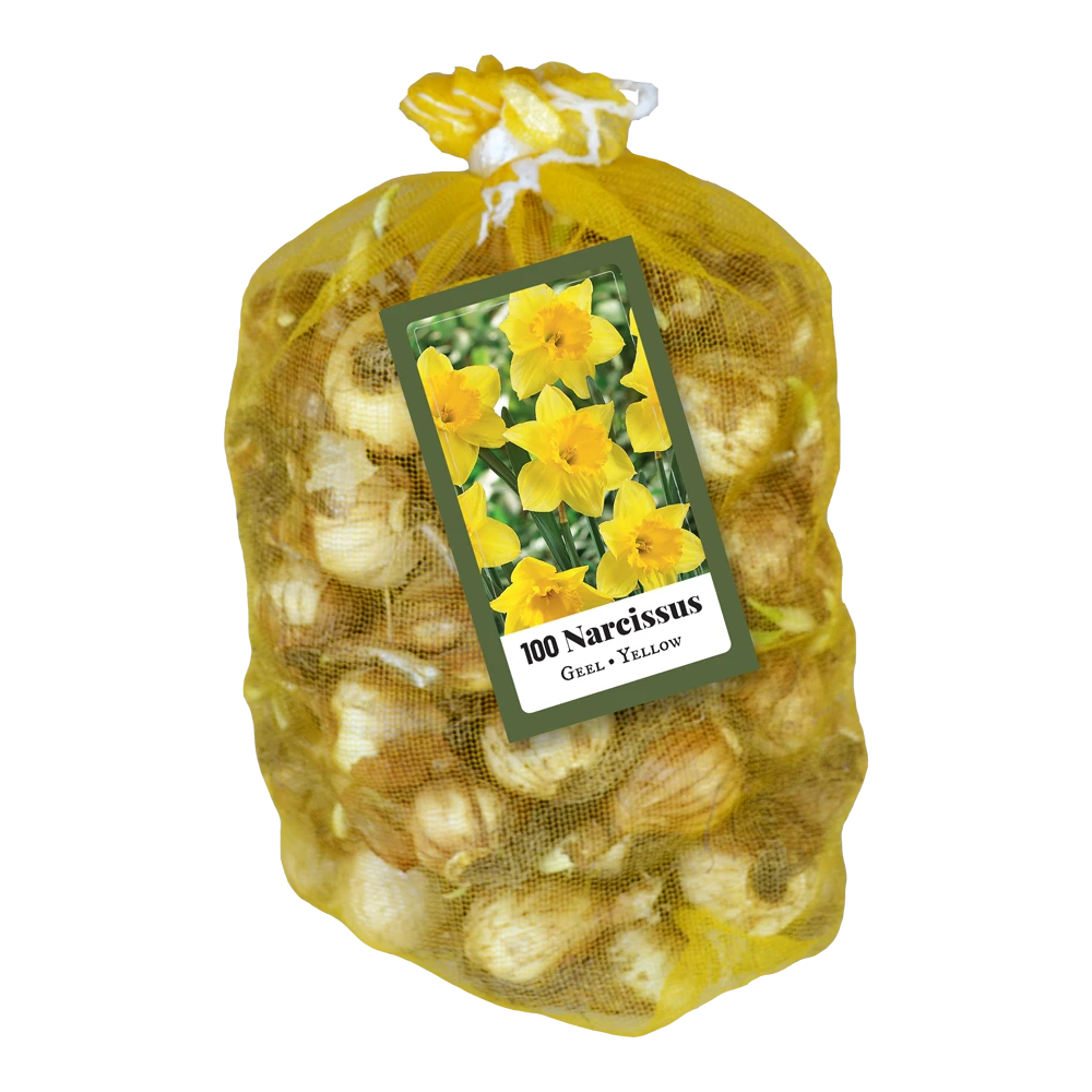 NarcissusNarcissus Geel - 100st - Bloembollen - JUB Holland 2 NarcissusNarcissus Geel - 100st - Bloembollen - JUB Holland - Afbeelding 2