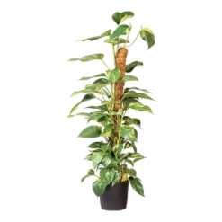 Nature - Kokosplantstok H120cm U00f860mm 6 Nature - Kokosplantstok H120cm U00f860mm -Biezen Winkel nature kokosplantstok h120cm o60mm 3 2