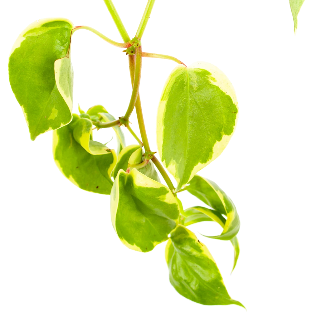 Peperomia Scandens Variegata - In Hangpot - P17 H30 - Kamerplant 3 Peperomia Scandens Variegata - In Hangpot - P17 H30 - Kamerplant - Afbeelding 3