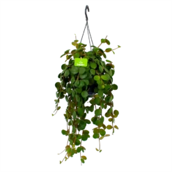 Peperomia Tetraphylla - In Hangpot - P15 H25 - Kamerplant