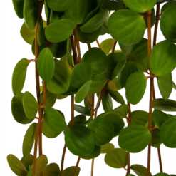 Peperomia Tetraphylla - In Hangpot - P15 H25 - Kamerplant -Biezen Winkel peperomia tetraphylla in hangpot p15 h25 6