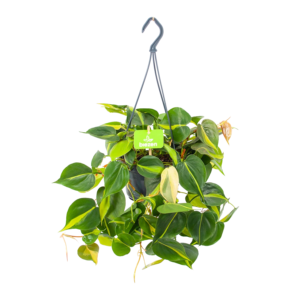 Philodendron Scandens Brasil - In Hangpot - P14 H35 - Kamerplant 1 Philodendron Scandens Brasil - In Hangpot - P14 H35 - Kamerplant