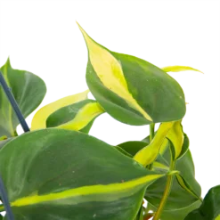 Philodendron Scandens Brasil - In Hangpot - P14 H35 - Kamerplant 6 Philodendron Scandens Brasil - In Hangpot - P14 H35 - Kamerplant -Biezen Winkel philodendron scandens brasil in hangpot p14 h35 6 1