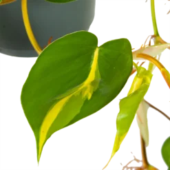 Philodendron Scandens Brasil - In Hangpot - P17 H35 - Kamerplant -Biezen Winkel philodendron scandens brasil in hangpot p17 h35 6