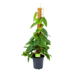 Philodendron Scandens Brasil Op Mosstok - P17 H75 - Kamerplant