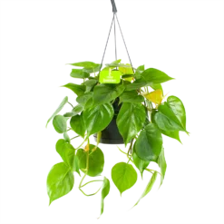 Philodendron Scandens - In Hangpot - P17 H35 - Kamerplant