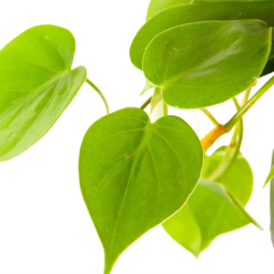 Philodendron Scandens - In Hangpot - P17 H35 - Kamerplant -Biezen Winkel philodendron scandens in hangpot p17 h35 6