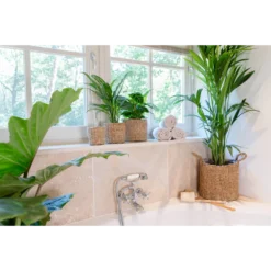 Plantenmand Joris - D30 X H27cm - Naturel -Biezen Winkel plantenmand joris naturel plantenmand 3 2