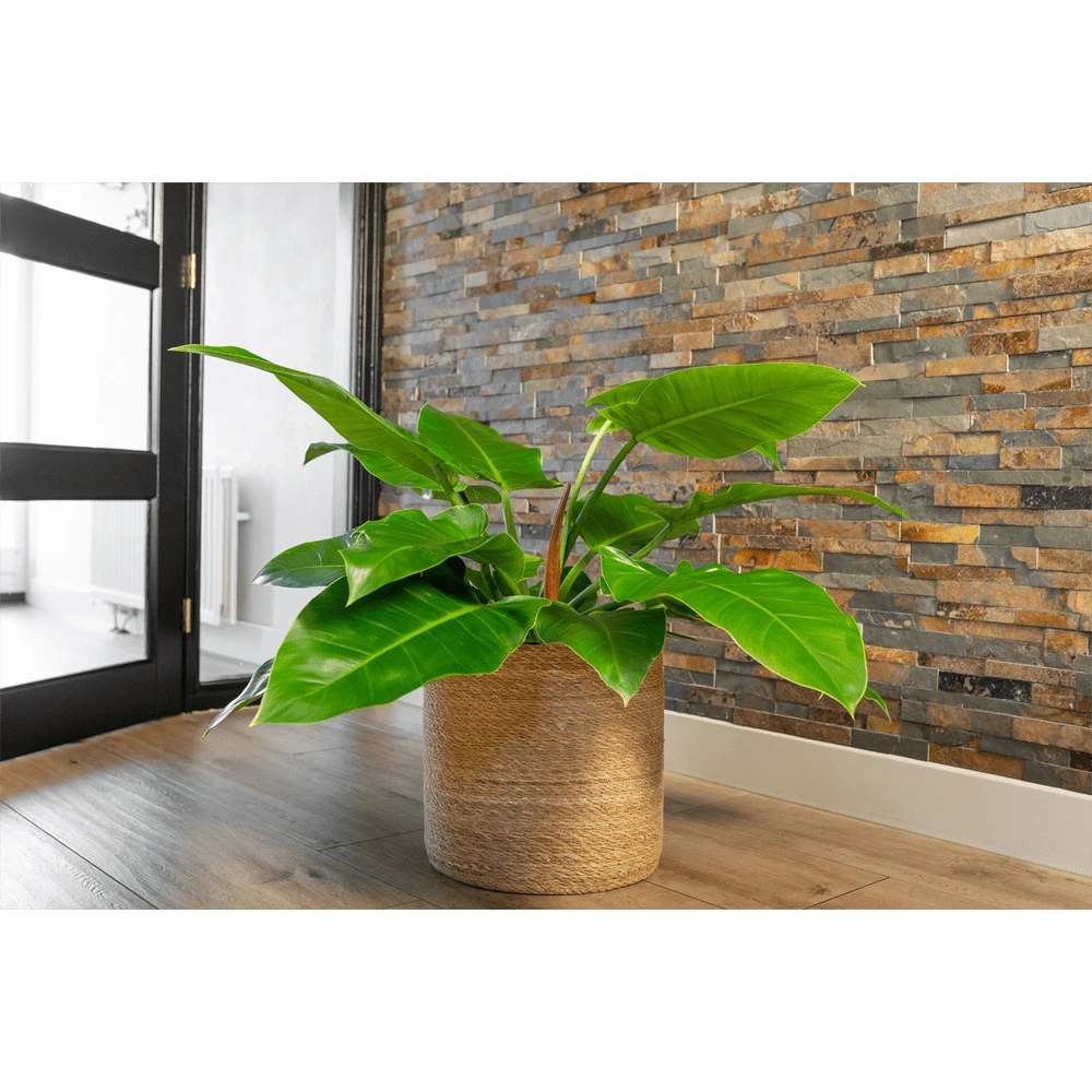 Plantenmand Stef - D25 X H25cm - Naturel 2 Plantenmand Stef - D25 X H25cm - Naturel - Afbeelding 2