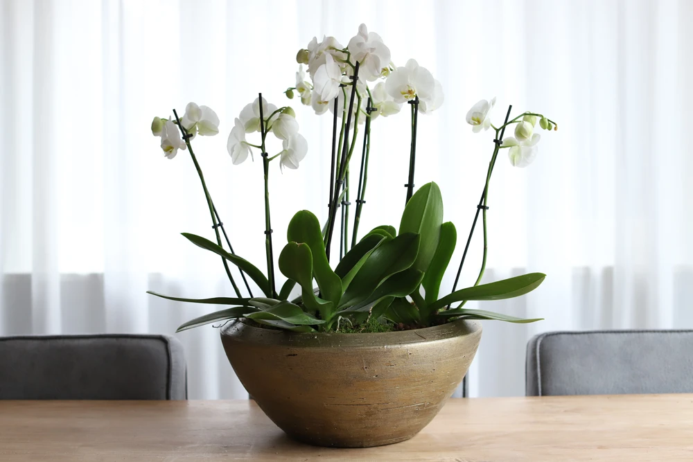 Plantenschaal Kos - D55 X H22cm - Goud 2 Plantenschaal Kos - D55 X H22cm - Goud - Afbeelding 2