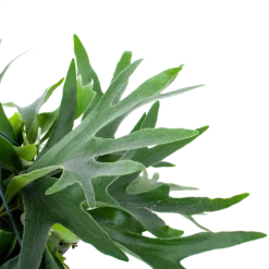 Platycerium Bifurcatum - Hertshoornvaren - In Hangpot - P21 H60 - Kamerplant -Biezen Winkel platycerium bifurcatum hertshoornvaren in hangpot p21 h60 6