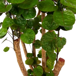 Polyscias Fabian - Aralia - P24 H100 - Kamerplant -Biezen Winkel polyscias fabian aralia p24 h100 6 1