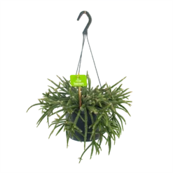 Rhipsalis Baccifera - In Hangpot - P17 H40 - Kamerplant