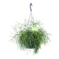 Rhipsalis Cassutha - Koraalcactus - In Hangpot - P17 H40 - Kamerplant