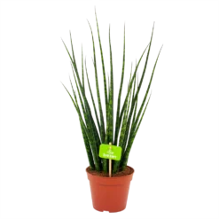 Sansevieria Fernwoord Mikado - Vrouwentong - P14 H55 - Kamerplant