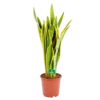 Sansevieria Laurentii - Vrouwentong - P21 H80 - Kamerplant