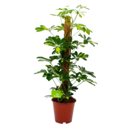 Schefflera Arboricola Gold Capella Mosstok - Vingerboom - P19 H75 - Kamerplant