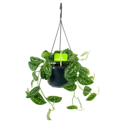 Scindapsus Pictus Trebie - Epipremnum - In Hangpot - P15 H20 - Kamerplant