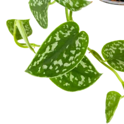 Scindapsus Pictus Trebie - Epipremnum - In Hangpot - P15 H20 - Kamerplant 6 Scindapsus Pictus Trebie - Epipremnum - In Hangpot - P15 H20 - Kamerplant -Biezen Winkel scindapsus pictus trebie epipremnum in hangpot p15 6 1